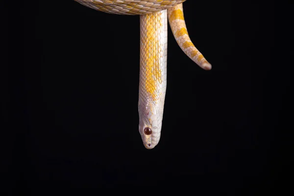 Hermosa Serpiente Híbrida Cruce Dos Especies Serpiente Maíz Serpiente Rata — Foto de Stock