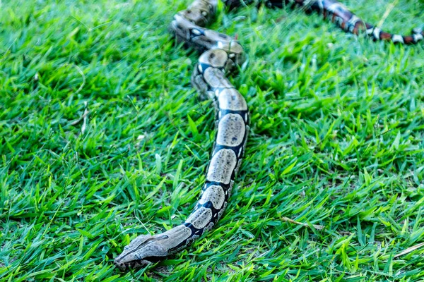 Boa (Boa constrictor) strolling across the lawn