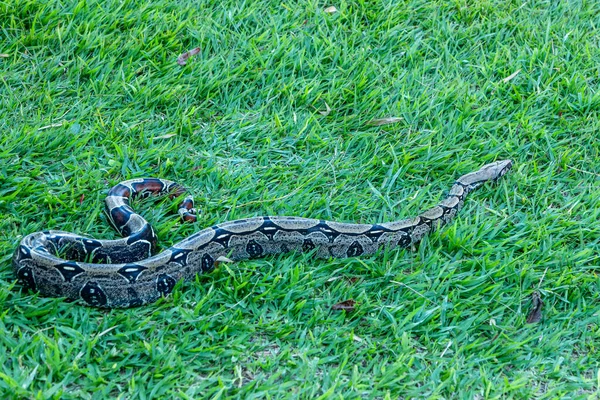 Boa Boa Constrictor Schlendert Über Den Rasen — Stockfoto