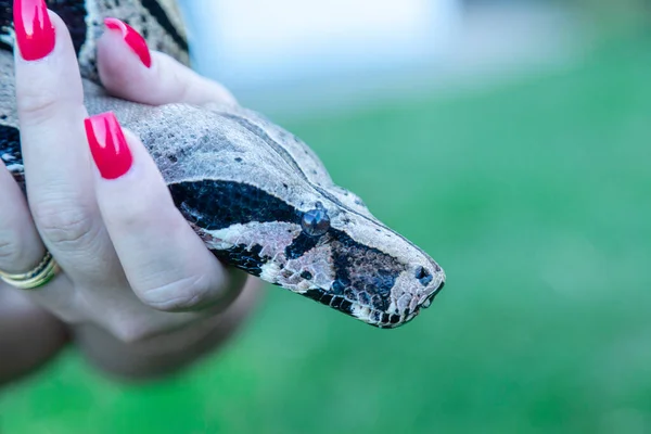 Woman hand holding a boa constrictor snake (Boa constrictor).