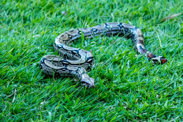 Boa Boa Constrictor Schlendert Über Den Rasen — Stockfoto