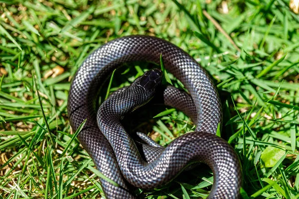 Mexikói Fekete Királykígyó Lampropeltis Getula Nigrita Nagyobb Gömbölyű Kígyócsalád Tagja — Stock Fotó