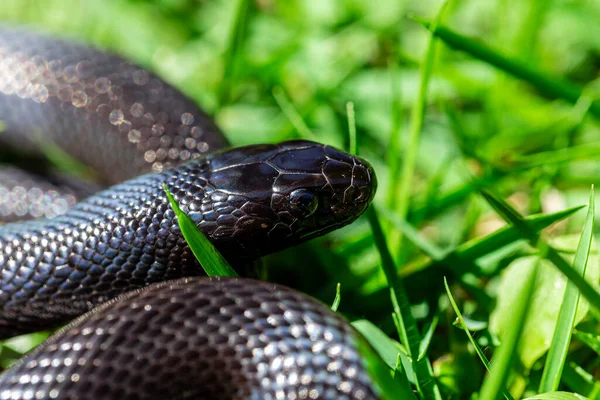 Mexikói Fekete Királykígyó Lampropeltis Getula Nigrita Nagyobb Gömbölyű Kígyócsalád Tagja — Stock Fotó