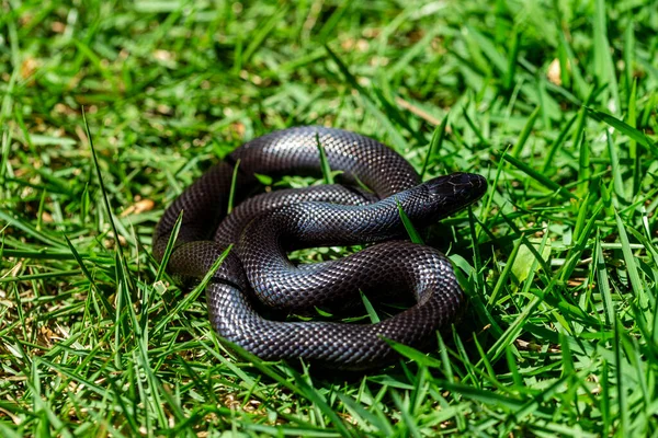 Serpiente Real Negra Mexicana Lampropeltis Getula Nigrita Parte Familia Serpientes —  Fotos de Stock