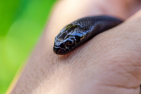 Mexican Black Kingsnake Lampropeltis Getula Nigrita Part Larger Colubrid Family — Stock Photo, Image