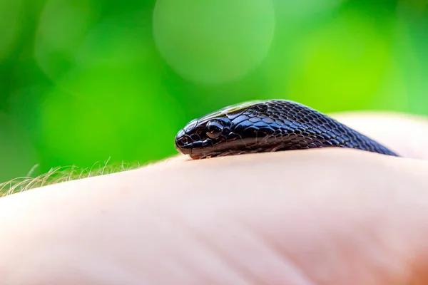 Mexický Černý Had Lampropeltis Getula Nigrita Součástí Větší Kolibidní Čeledi — Stock fotografie
