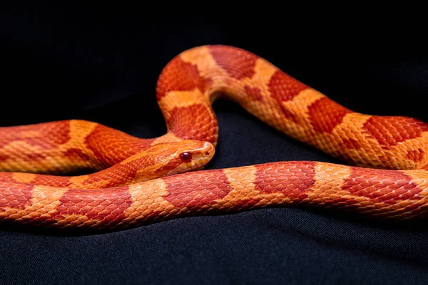 Die Kornnatter Pantherophis Guttatus Ist Eine Nordamerikanische Rattennatter Die Ihre — Stockfoto