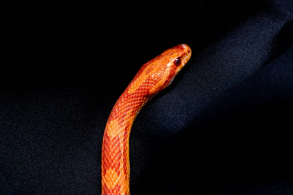 Corn Snake Pantherophis Guttatus North American Species Rat Snake Subdues — Stock Photo, Image