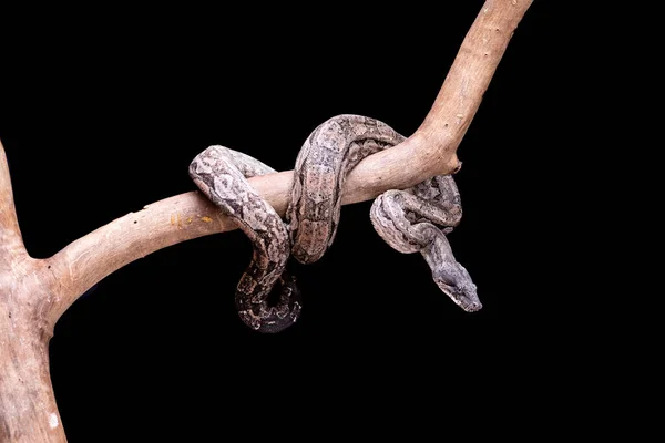 Boa yılanı (boa yılanı), 2 metre (boa yılanı) ile 4 metre (boa yılanı) büyüklüğünde bir balık yılanıdır. Brezilya 'da ikinci en büyük yılan nerede?.