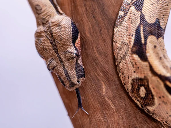 Boa Constrictor Boa Constrictor Také Nazývaný Červenoocasý Boa Nebo Obyčejný — Stock fotografie