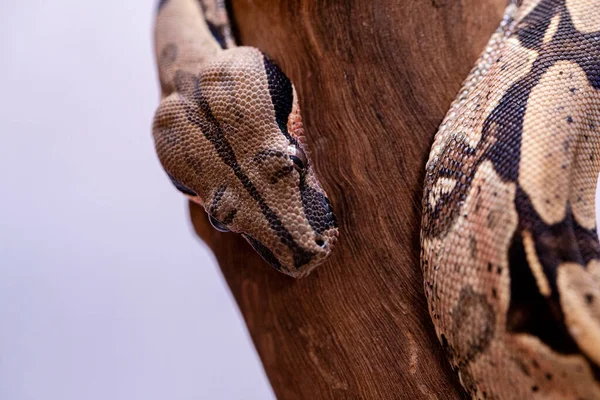 Boa Constrictor Boa Constrictor Más Néven Vörös Farkú Boa Vagy — Stock Fotó