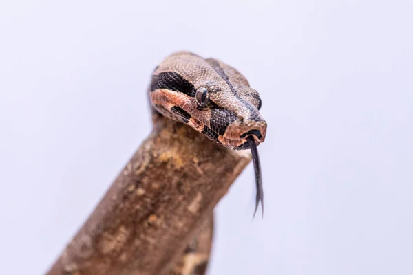 Boa Constrictor 也称为红尾蛇 Red Tail Boa 或普通蟒蛇 Common Boa 是一种大型 — 图库照片