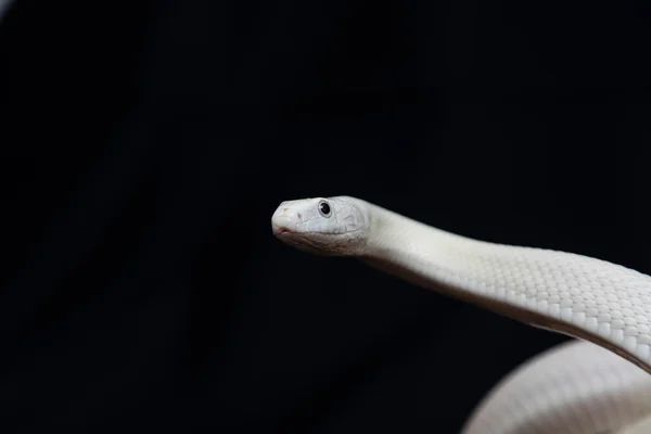 Serpente Ratto Del Texas Elaphe Obsoleta Lindheimeri Una Sottospecie Serpente — Foto Stock