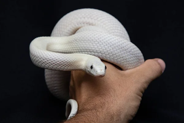 テキサス ラット スネーク Texas Rat Snake Elaphe Oldetta Lindheimeri アメリカ合衆国テキサス州を中心に発見されたヘビの亜種である — ストック写真