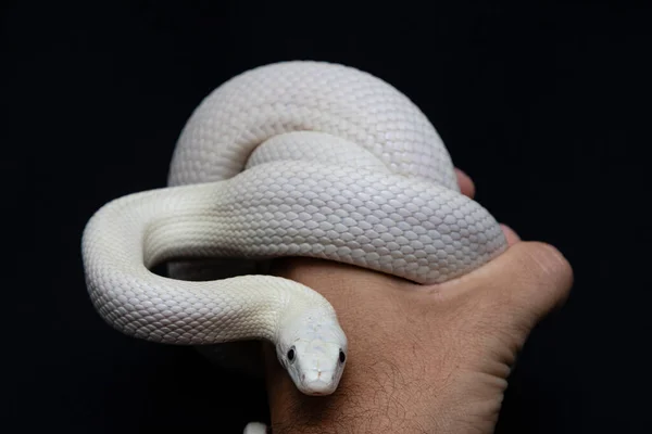 Texas Rat Snake Elaphe Obsoleta Lindheimeri Subspecies Rat Snake Nonvenomous — Stock Photo, Image