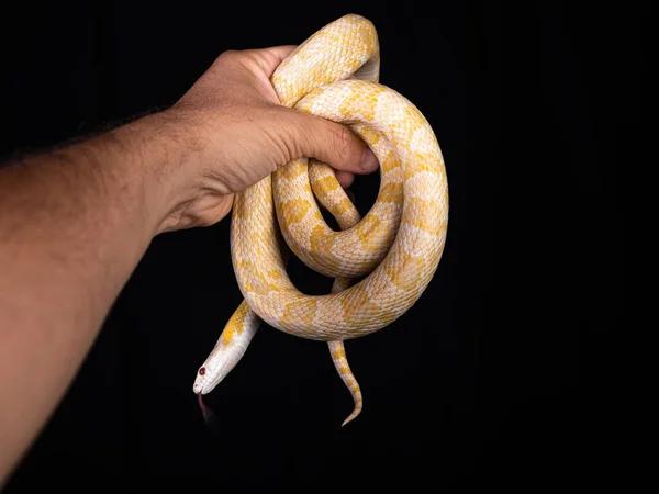 Hermosa Serpiente Híbrida Cruce Dos Especies Serpiente Maíz Serpiente Rata —  Fotos de Stock