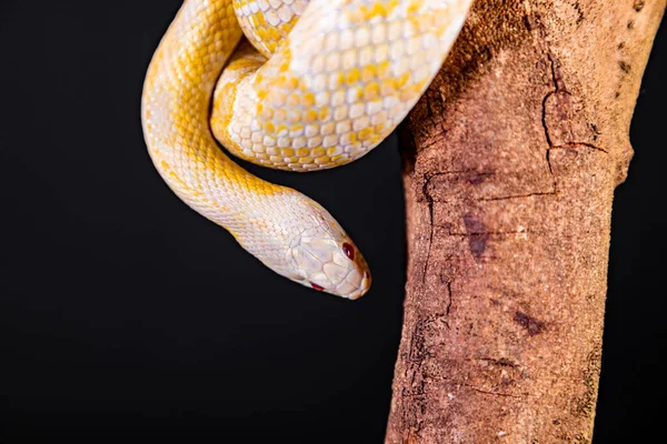 美丽的杂交蛇 两种蛇的杂交 玉米蛇和老鼠蛇 — 图库照片