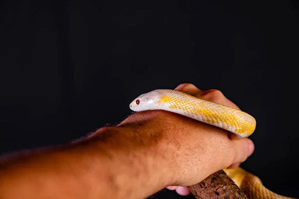 Hermosa Serpiente Híbrida Cruce Dos Especies Serpiente Maíz Serpiente Rata —  Fotos de Stock