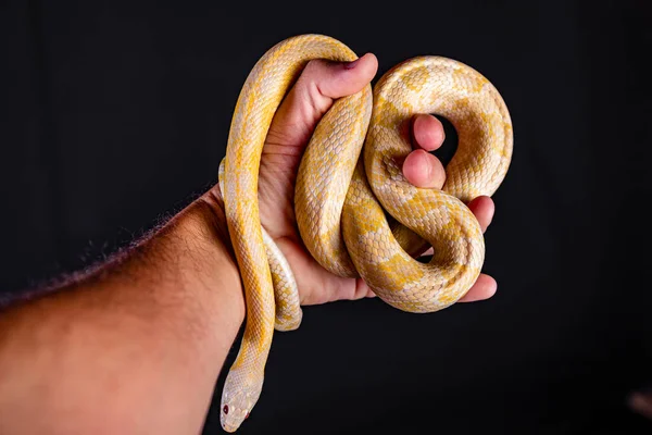 Hermosa Serpiente Híbrida Cruce Dos Especies Serpiente Maíz Serpiente Rata —  Fotos de Stock