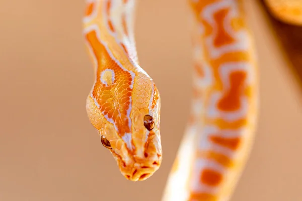 Hermosa Python Molurus Albina Rama Árbol —  Fotos de Stock