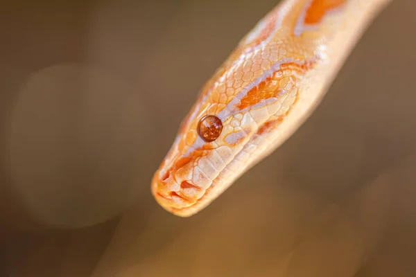 Bello Python Molurus Albina Ramo Albero — Foto Stock