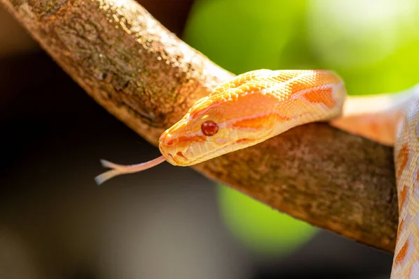 Prachtige Python Molurus Albina Boomtak — Stockfoto