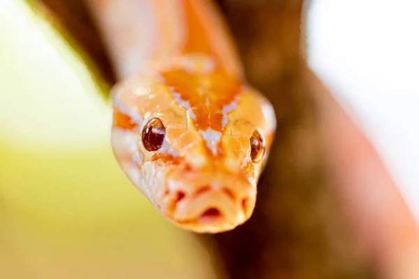 Linda Python Molurus Albina Ramo Árvore — Fotografia de Stock