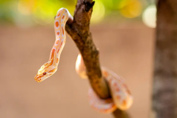 Hermosa Python Molurus Albina Rama Árbol —  Fotos de Stock