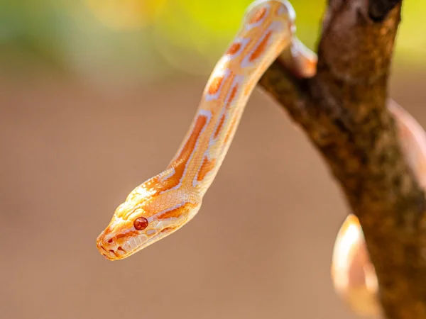 Όμορφη Python Molurus Albina Κλαδί Δέντρου — Φωτογραφία Αρχείου