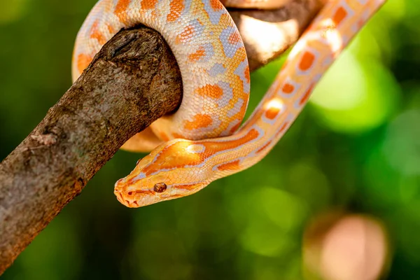Krásná Python Molurus Albina Větvi Stromu — Stock fotografie