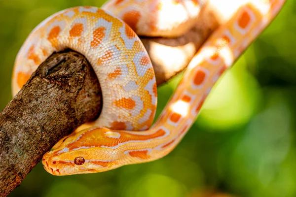 Όμορφη Python Molurus Albina Κλαδί Δέντρου — Φωτογραφία Αρχείου