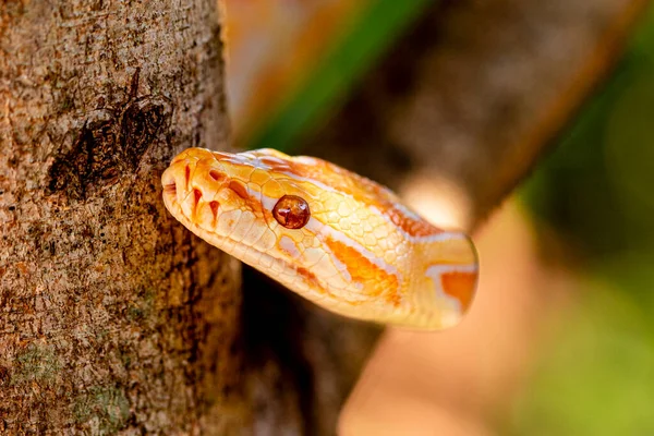 Krásná Python Molurus Albina Větvi Stromu — Stock fotografie