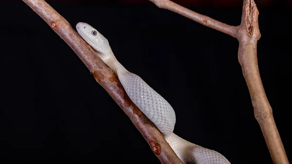 Teksański Wąż Szczurzy Elaphe Przestarzałe Lindheimeri Jest Podgatunkiem Węża Szczurzego — Zdjęcie stockowe