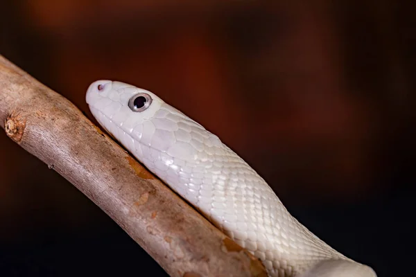 テキサス ラット スネーク Texas Rat Snake Elaphe Oldetta Lindheimeri アメリカ合衆国テキサス州を中心に発見されたヘビの亜種である — ストック写真