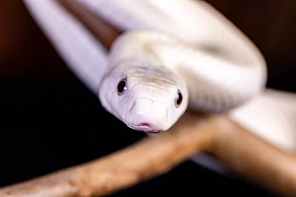 Serpente Ratto Del Texas Elaphe Obsoleta Lindheimeri Una Sottospecie Serpente — Foto Stock