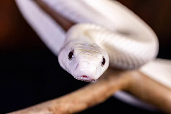 Teksański Wąż Szczurzy Elaphe Przestarzałe Lindheimeri Jest Podgatunkiem Węża Szczurzego — Zdjęcie stockowe