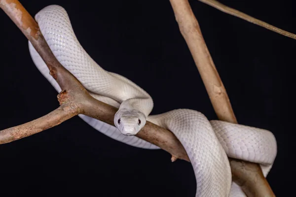 Serpente Ratto Del Texas Elaphe Obsoleta Lindheimeri Una Sottospecie Serpente — Foto Stock