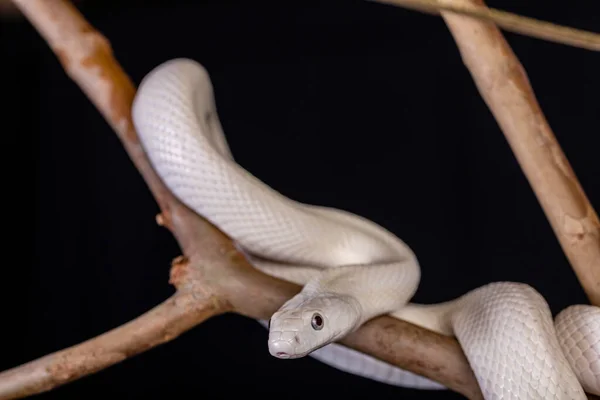 德克萨斯鼠蛇 Texas Rat Snake 缩写Elaphe Obsolete Eta Lindheimeri 是鼠蛇的亚种 在美国发现 — 图库照片