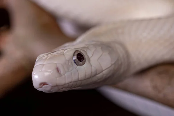 Serpente Ratto Del Texas Elaphe Obsoleta Lindheimeri Una Sottospecie Serpente — Foto Stock