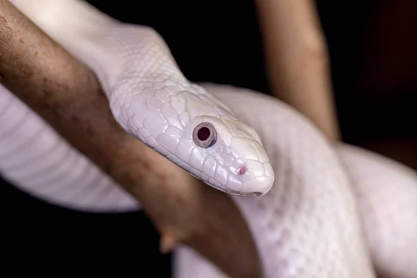 Serpente Ratto Del Texas Elaphe Obsoleta Lindheimeri Una Sottospecie Serpente — Foto Stock