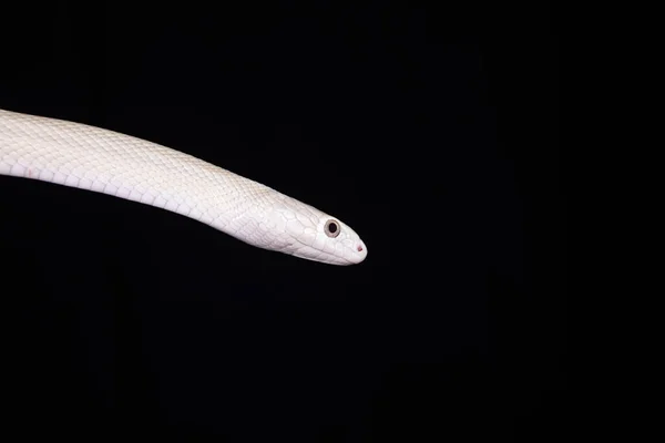 テキサス ラット スネーク Texas Rat Snake Elaphe Oldetta Lindheimeri アメリカ合衆国テキサス州を中心に発見されたヘビの亜種である — ストック写真