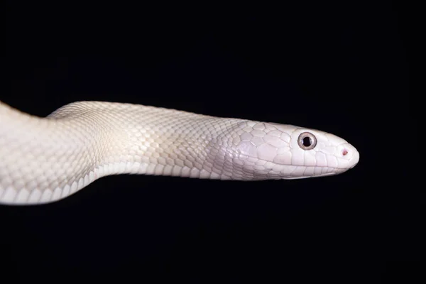 Serpente Ratto Del Texas Elaphe Obsoleta Lindheimeri Una Sottospecie Serpente — Foto Stock