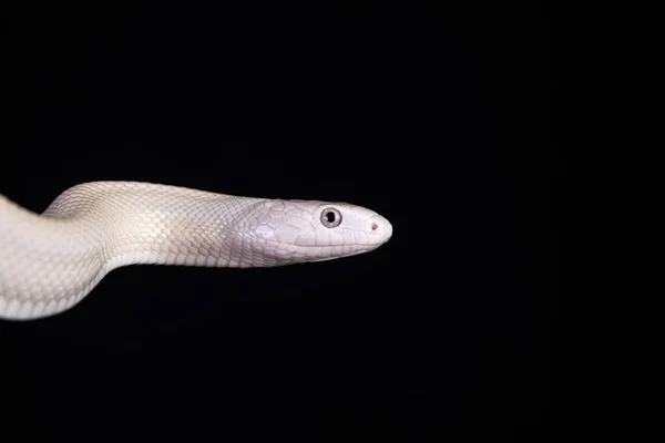 テキサス ラット スネーク Texas Rat Snake Elaphe Oldetta Lindheimeri アメリカ合衆国テキサス州を中心に発見されたヘビの亜種である — ストック写真