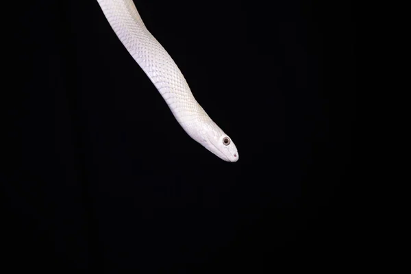 德克萨斯鼠蛇 Texas Rat Snake 缩写Elaphe Obsolete Eta Lindheimeri 是鼠蛇的亚种 在美国发现 — 图库照片