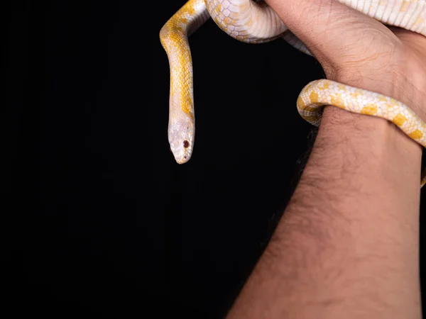 Hermosa Serpiente Híbrida Cruce Dos Especies Serpiente Maíz Serpiente Rata —  Fotos de Stock