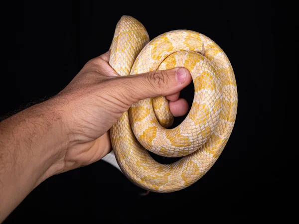 Hermosa Serpiente Híbrida Cruce Dos Especies Serpiente Maíz Serpiente Rata —  Fotos de Stock