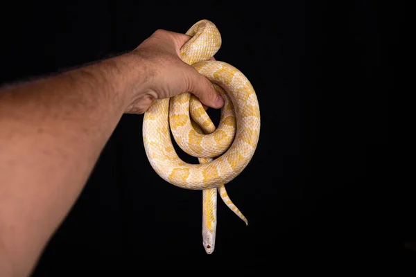 Hermosa Serpiente Híbrida Cruce Dos Especies Serpiente Maíz Serpiente Rata —  Fotos de Stock