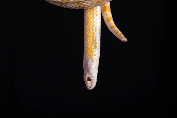 美丽的杂交蛇 两种蛇的杂交 玉米蛇和老鼠蛇 — 图库照片
