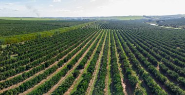 Brezilya 'daki portakal ekiminin havadan görünüşü,