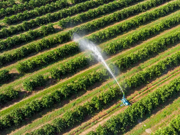 Irrigatie Sinaasappelplantage Zonnige Dag Brazilië — Stockfoto